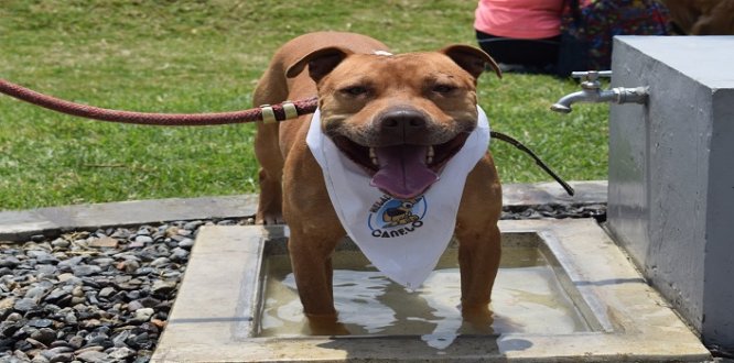 Parque Especializado Para Perros en Tunjuelito